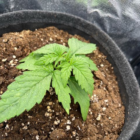Diesel Automatic growlog timeline photo