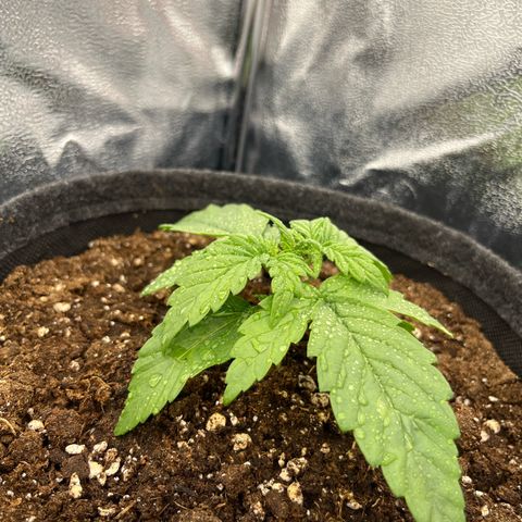 Diesel Automatic growlog timeline photo