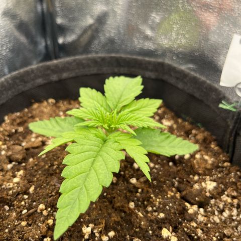 Diesel Automatic growlog timeline photo