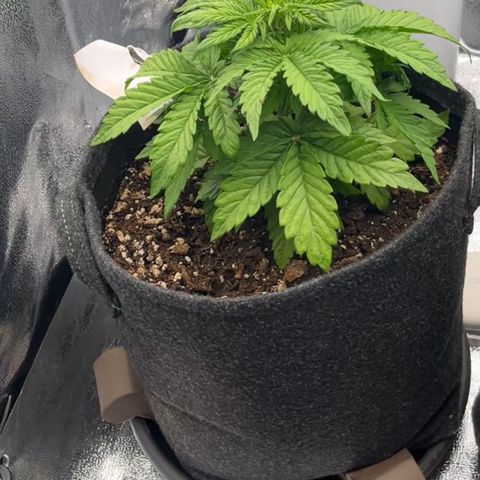 Diesel Automatic growlog timeline photo