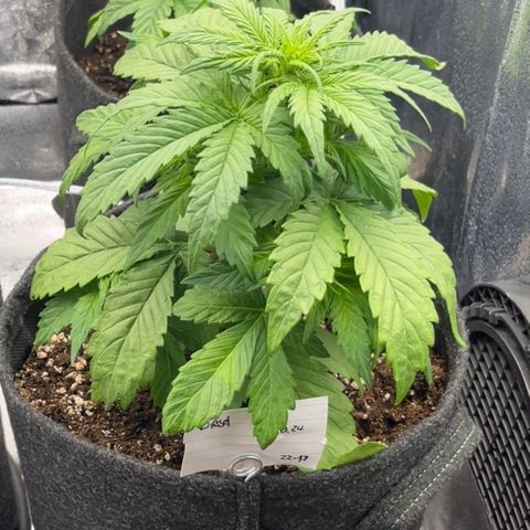 Diesel Automatic growlog timeline photo
