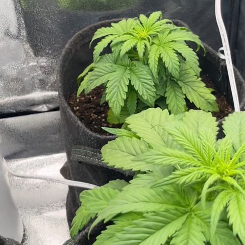Diesel Automatic growlog timeline photo