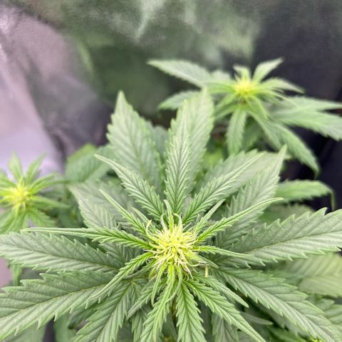Diesel Automatic growlog timeline photo