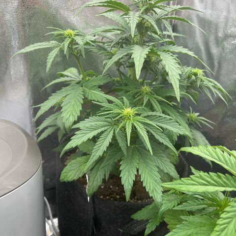 Diesel Automatic growlog timeline photo