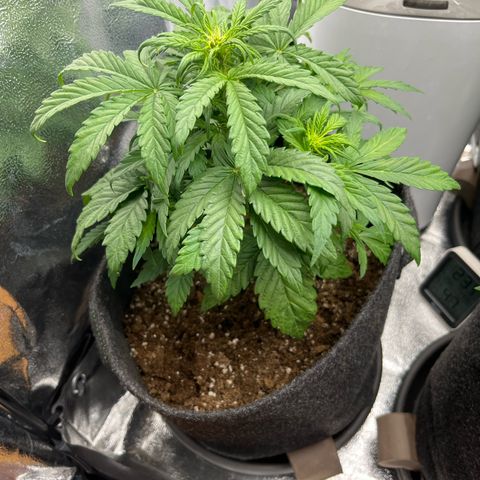 Diesel Automatic growlog timeline photo