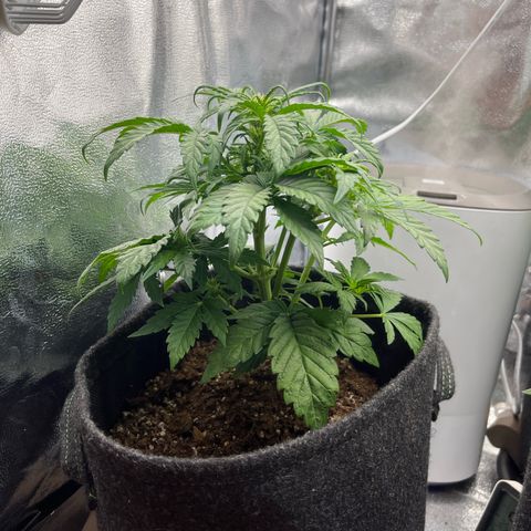 Diesel Automatic growlog timeline photo