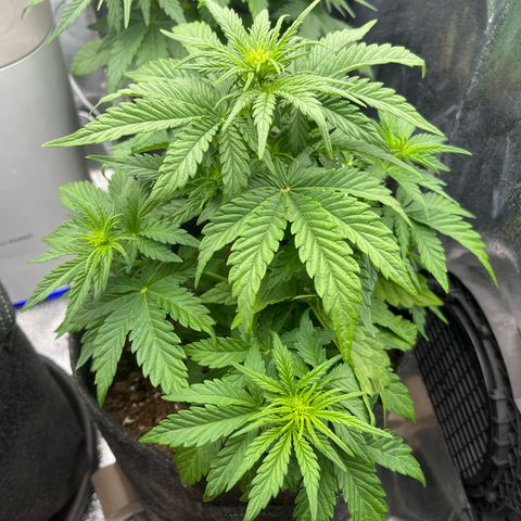 Diesel Automatic growlog timeline photo