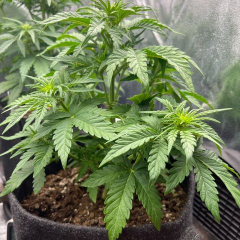 Diesel Automatic growlog timeline photo