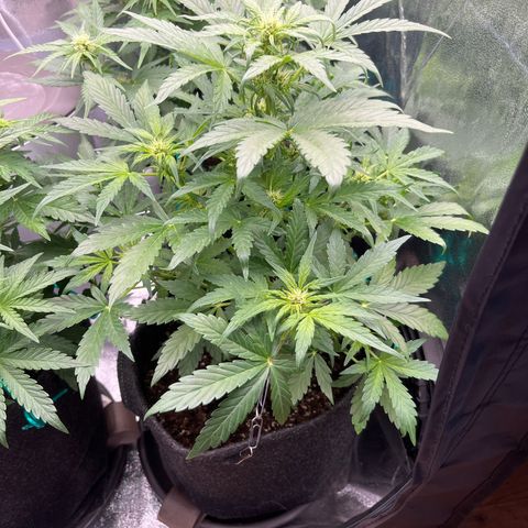 Diesel Automatic growlog timeline photo
