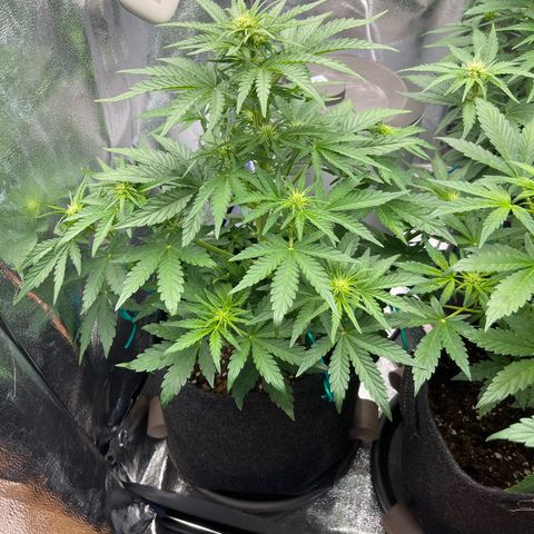 Diesel Automatic growlog timeline photo