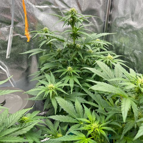 Diesel Automatic growlog timeline photo