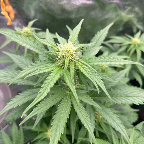 Diesel Automatic growlog timeline photo