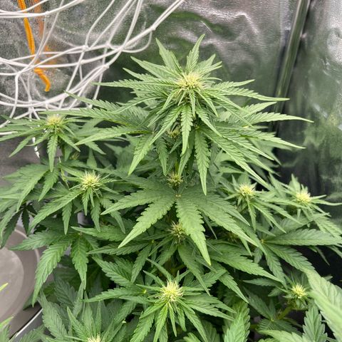 Diesel Automatic growlog timeline photo