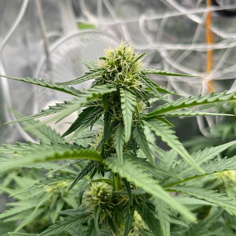 Diesel Automatic growlog timeline photo