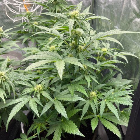Diesel Automatic growlog timeline photo