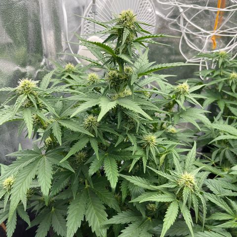 Diesel Automatic growlog timeline photo