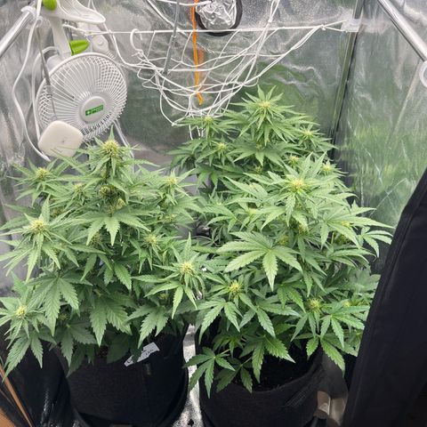 Diesel Automatic growlog timeline photo