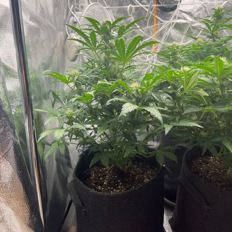 Diesel Automatic growlog timeline photo