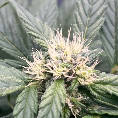 Diesel Automatic growlog timeline photo