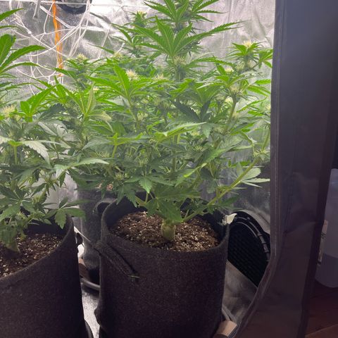 Diesel Automatic growlog timeline photo