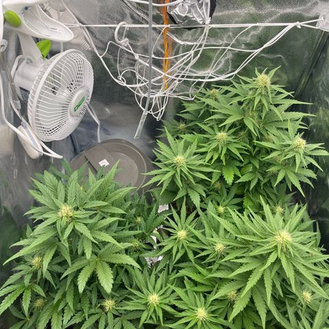Diesel Automatic growlog timeline photo