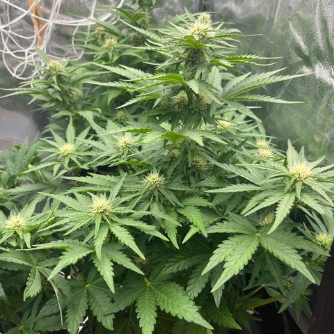 Diesel Automatic growlog timeline photo