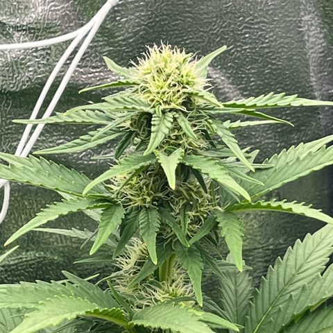 Diesel Automatic growlog timeline photo