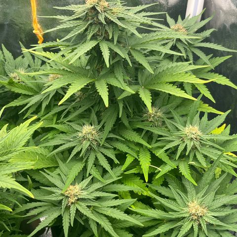 Diesel Automatic growlog timeline photo