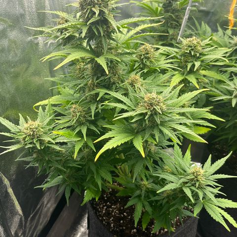 Diesel Automatic growlog timeline photo