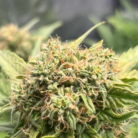 Diesel Automatic growlog timeline photo