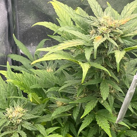 Diesel Automatic growlog timeline photo