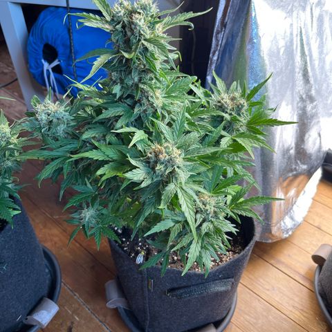 Diesel Automatic growlog photo: Last time water
