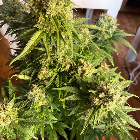 Diesel Automatic growlog photo: Last time water