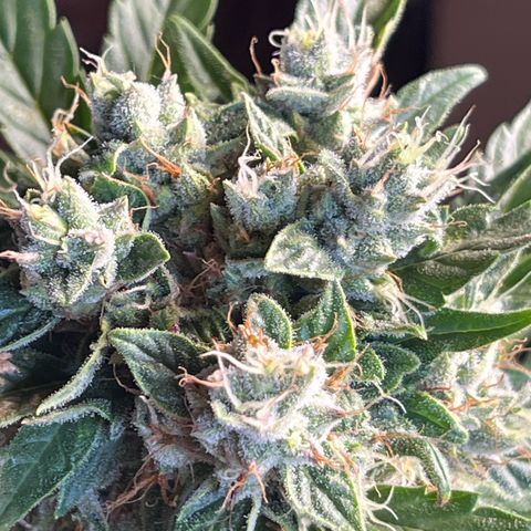Diesel Automatic growlog photo: Last time water