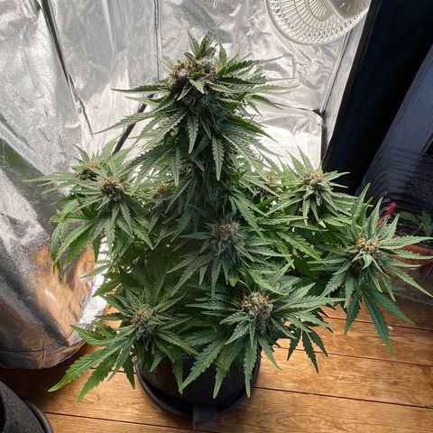 Diesel Automatic growlog photo: Last time water