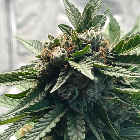 Diesel Automatic growlog photo: Last time water