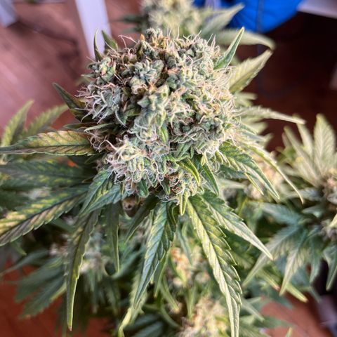 Diesel Automatic growlog photo: Last time water