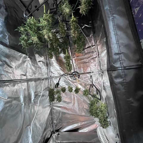 Diesel Automatic growlog photo: Ernte