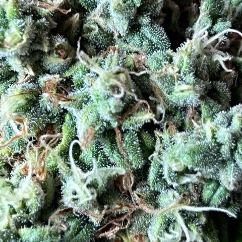 Diesel Automatic growlog photo: Ernte