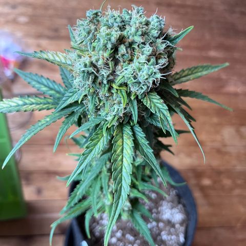Diesel Automatic growlog photo: Ernte