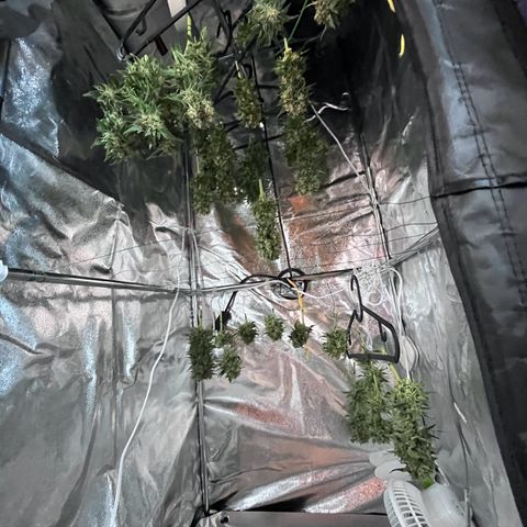 Diesel Automatic growlog photo: Ernte