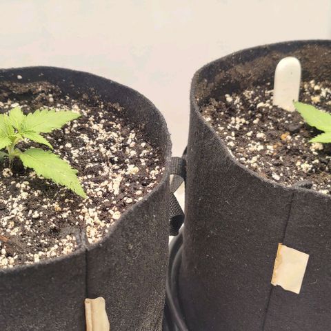 Orion #1 growlog timeline photo
