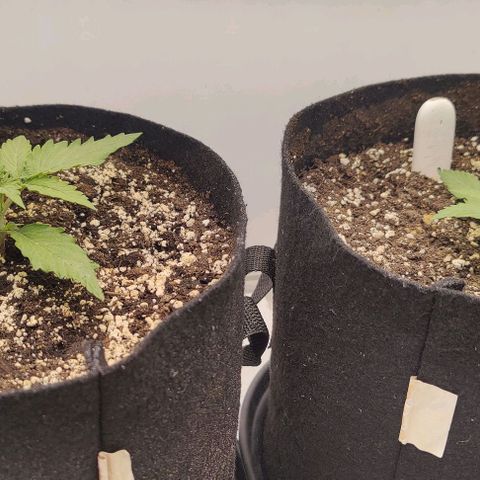 Orion #1 growlog timeline photo