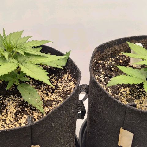 Orion #1 growlog timeline photo