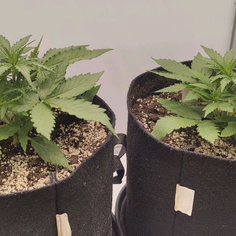 Orion #1 growlog timeline photo