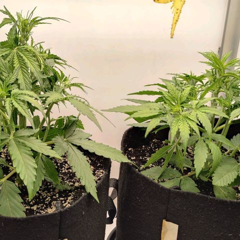 Orion #1 growlog timeline photo