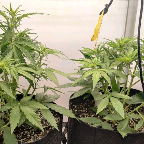 Orion #1 growlog timeline photo