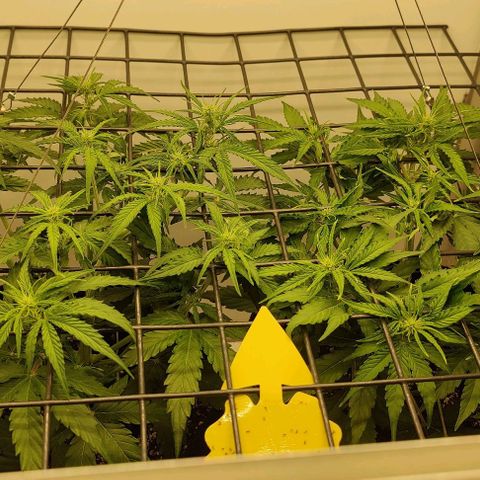 Orion #1 growlog timeline photo