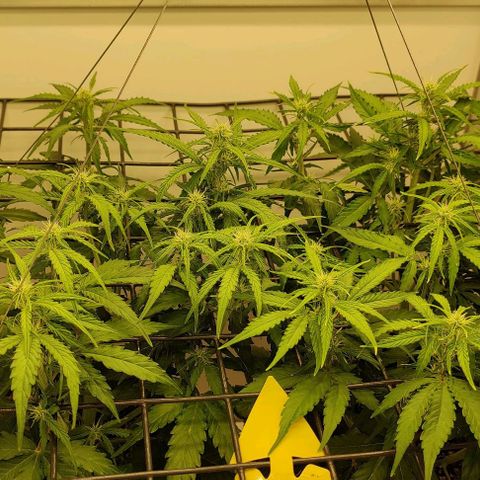 Orion #1 growlog timeline photo
