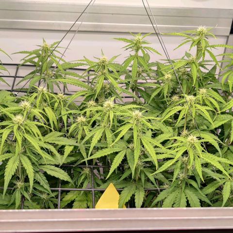 Orion #1 growlog timeline photo